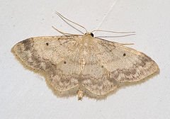 [moth.bmp]