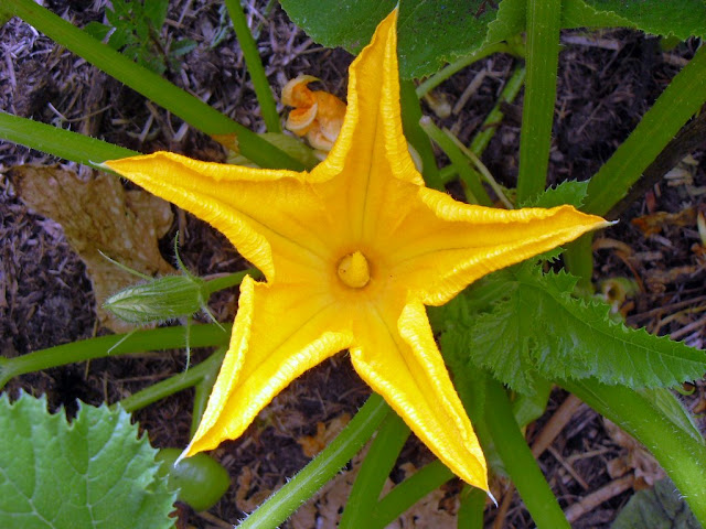 A Zucchini in Flower