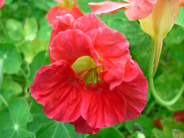 A nasturtium in flower