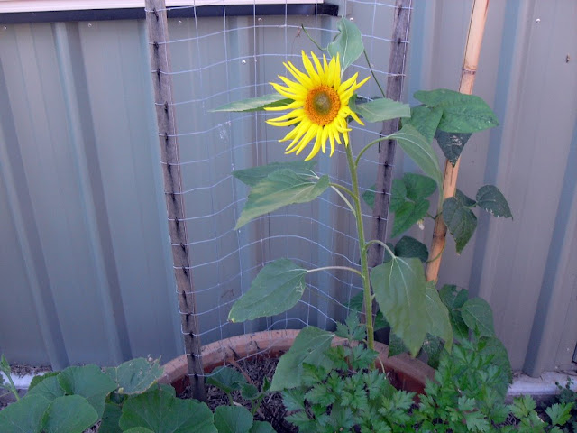 sunflowers sunflowers