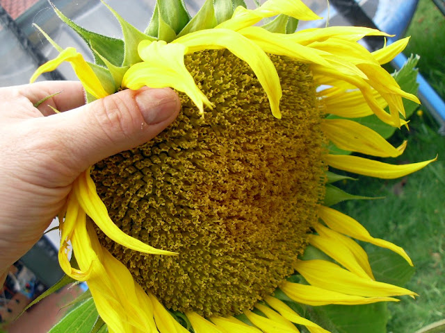 sunflower