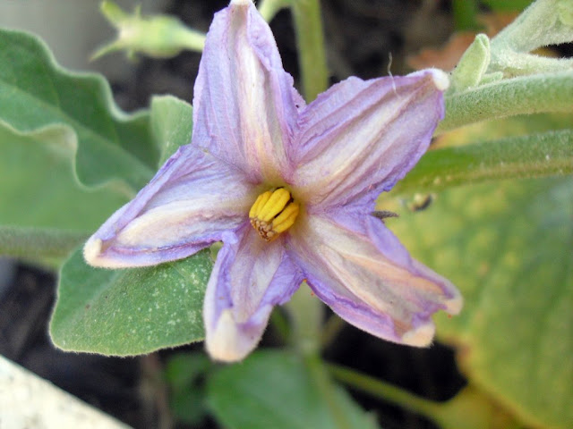 Eggplant (Aubergine) in coffee compost