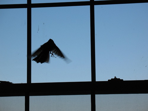 [birdwindow[3].jpg]