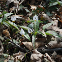 White Trout Lily