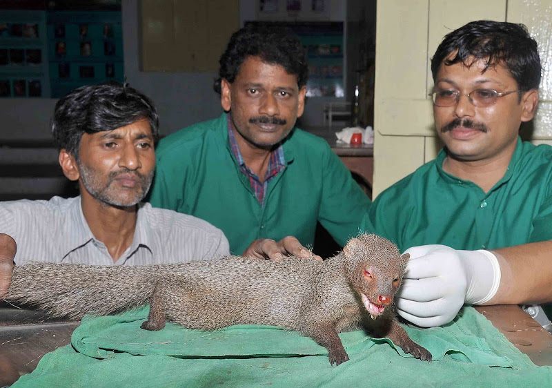 ಮುಂಗುಸಿಗೆ ಹೊಸ ಬದುಕು ನೀಡಿದ ಡಾ. ಅನಿಲ್, ಪ್ರೊ. ಕಲ್ಲೂರ್ ಹಾಗೂ ಸಹಾಯಕ ಸುರೇಶ್.