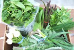 Photo of the share - Spring Green Share