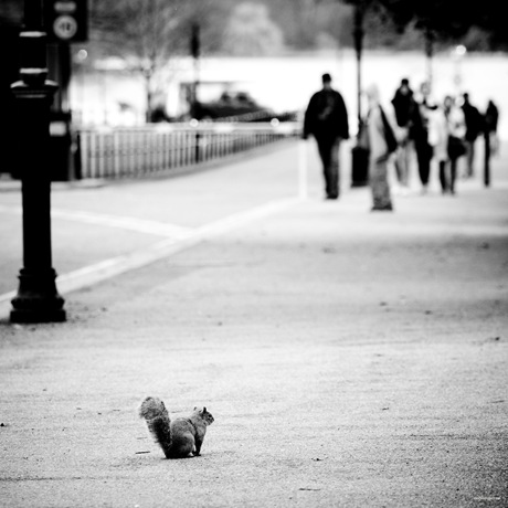Grey Squirrel, London Hyde Park