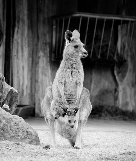 Graues Riesenk&auml;nguru im Zoopark Erfurt mit Jungtier