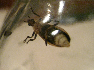 bug