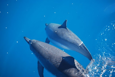 Spinner dolphins on Kauai.  Photo taken by Na Pali Riders raft tours.