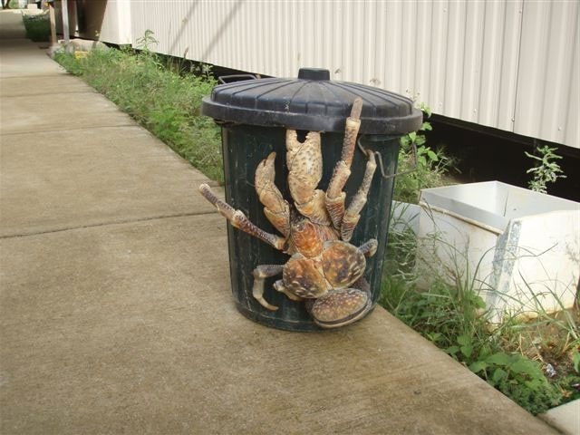 [coconutcrab[7].jpg]