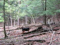 Old Man's Cave