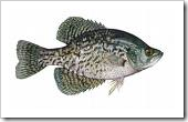Southern Crapie, Midwest Crapie. Crappie fish The Crapie Fishing photos/fotos/images/pictures/clip arts/line drawings for Wallpaper. Download for free