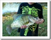 Southern Crappie, Midwest Crappie. Crappie fish The Crapie Fishing photos/fotos/images/pictures/clip arts/line drawings for Wallpaper. Download for free