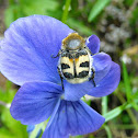 Bee beetle