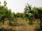 P6100005.JPG