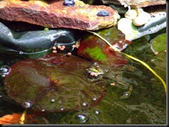frog
