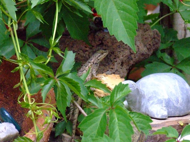 [lizard[5].jpg]