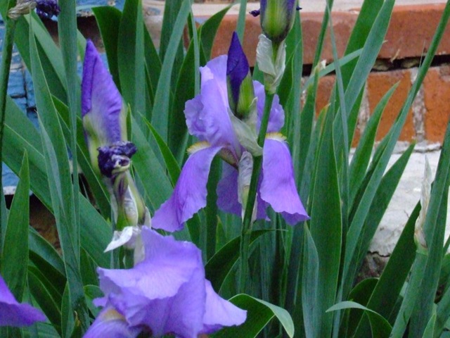 [iris2.jpg]