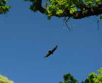 Sunol Regional Wilderness Hike 136.JPG Photo