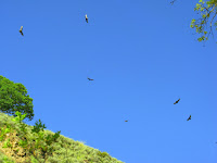 Sunol Regional Wilderness Hike 150.JPG Photo