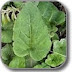 Burdock root, the root only, cut into small pieces,