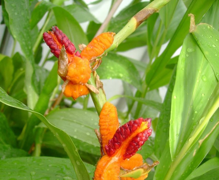 Plant Zone Ginger Blooms