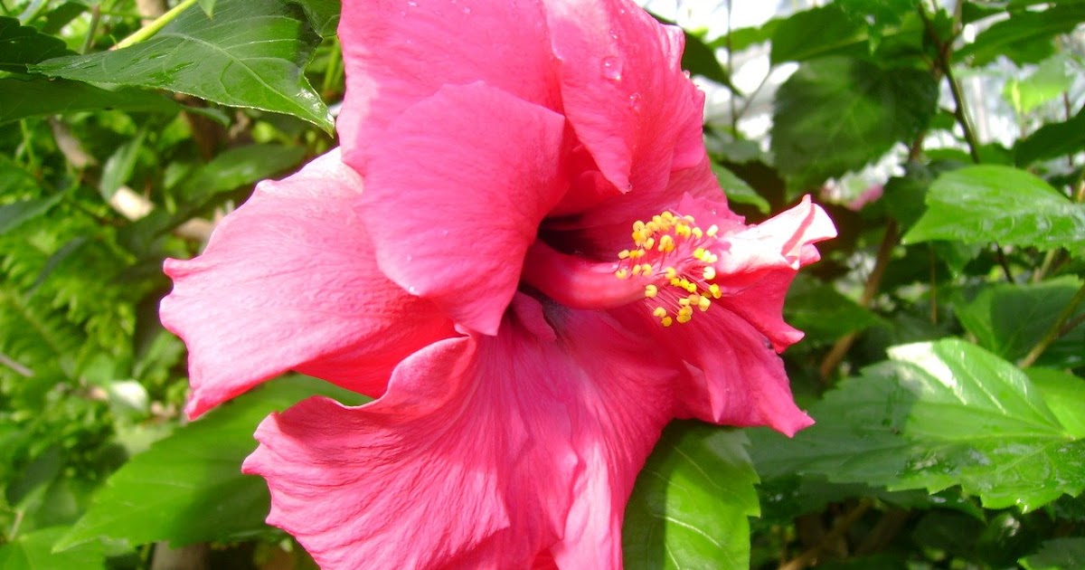 Plant Zone Hibiscus with Large Stamens