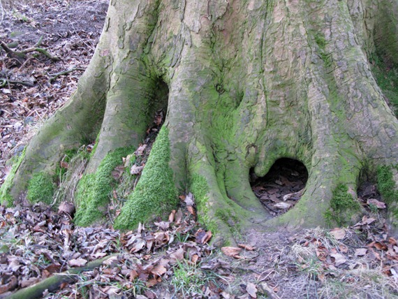 old beech tree trunk