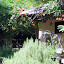 beachamorgan's Terrace garden
