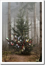kerstboom in De Sijsselt Ede