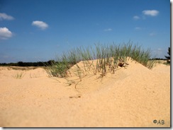 gras op zandvlakte Kootwijkerzand