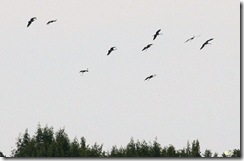 Kraanvogels in de lucht