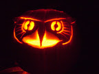  jacko o