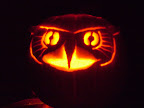  jacko o