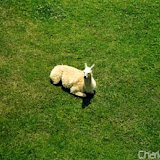Animaux du Monde 2004