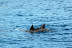 Virée sur le Hnoss - La Réunion - Mai 2009 - dauphins Virée sur le Hnoss - La Réunion - Mai 2009 - dauphins