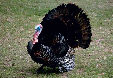 [wild-turkey[2].jpg]