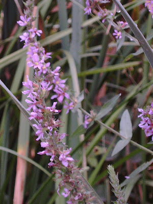 lithrumSalicaria.JPG
