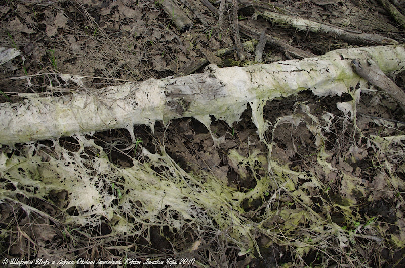Кордон «Липовая Гора» 