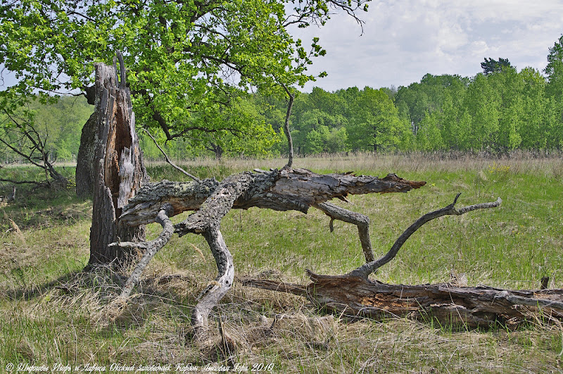 Кордон «Липовая Гора» 