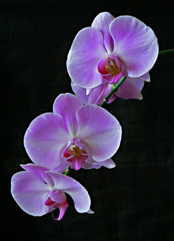 [orquideas[2].jpg]