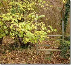 Curious stile Curious stile