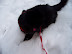 Playing in the Snow