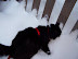 Playing in the Snow