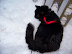 Playing in the Snow