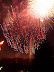 4th of July from Iwo Jima Memorial