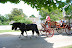 Colonial Williamburg in May