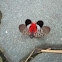 Fulgorid Bug