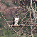 Black-chested Snake-Eagle